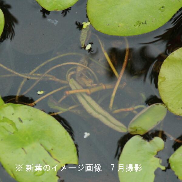 5ポット ジュンサイ 9cmポット苗5ポットセット 山菜苗 耐寒性多年草 蓴菜 純菜 Zyunsai10 紫桜館 山の花屋 通販 Yahoo ショッピング