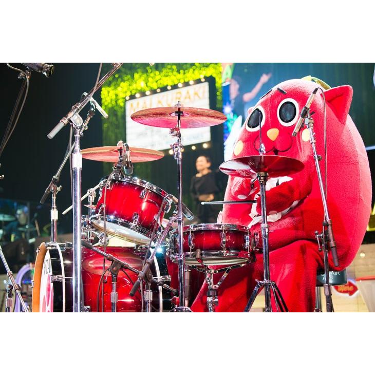 TAMA タマ ドラムスティック M-NYAN メイプル 15x405mm にゃんごすたー