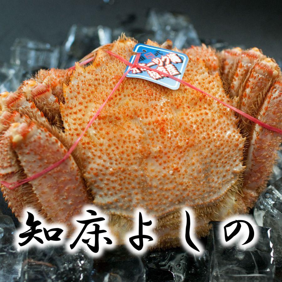 毛ガニ 50セット限定 送料無料 オホーツク海産 海明け 400 450g 瞬間急速冷凍 スチーム製法 直送便 沖縄離島は対象外 Kegani400 450 知床きんき屋 通販 Yahoo ショッピング