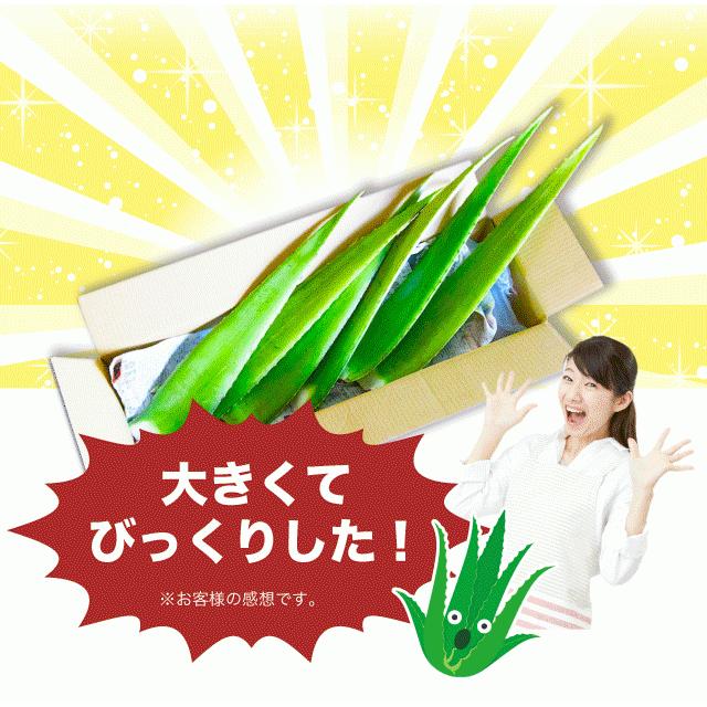 アロエベラ 食用 生葉 4〜4.5kg 沖縄・宮古島産｜有機JAS オーガニック 国産アロエ |  | 11