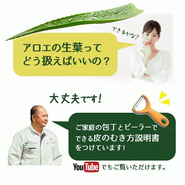 アロエベラ 食用 生葉 4〜4.5kg 沖縄・宮古島産｜有機JAS オーガニック 国産アロエ |  | 16