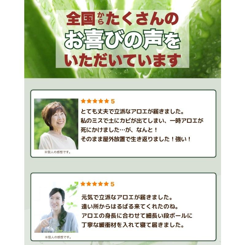 アロエベラ 苗 3株 沖縄 宮古島産 観葉植物 アロエ 食物繊維 殺菌 便秘解消 敏感肌 ダイエット デトックス 家庭菜園 抗酸化 日焼け対策 301 しろう農園 通販 Yahoo ショッピング