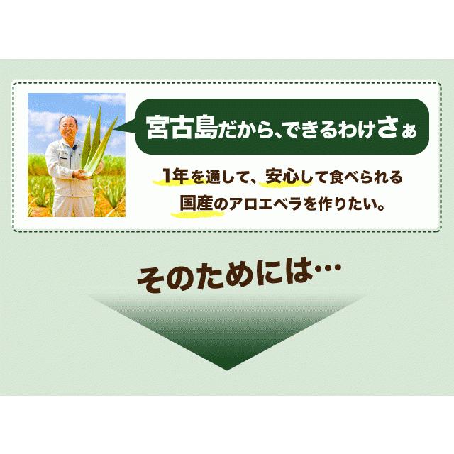 栽培 アロエベラ 苗 3株 沖縄 宮古島産 有機jas 301 しろう農園 通販 Yahoo ショッピング