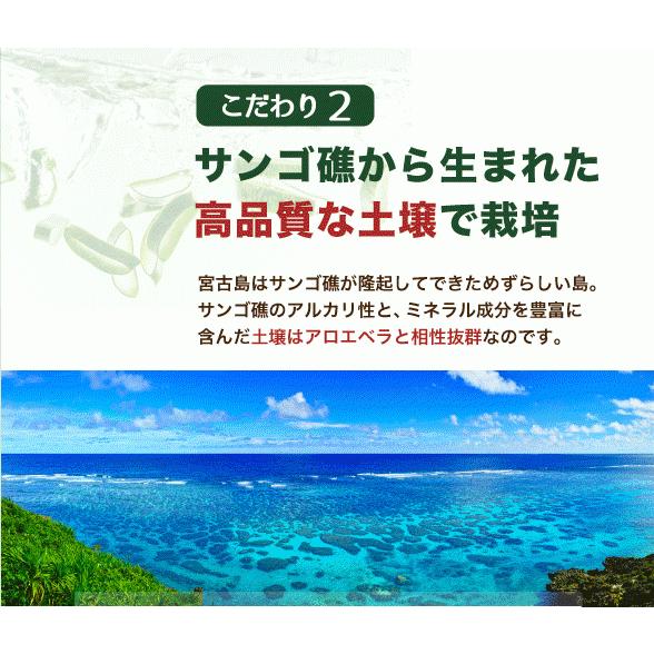 アロエベラ 苗 3株 沖縄 宮古島産 観葉植物 アロエ 食物繊維 殺菌 便秘解消 敏感肌 ダイエット デトックス 家庭菜園 抗酸化 日焼け対策 301 しろう農園 通販 Yahoo ショッピング