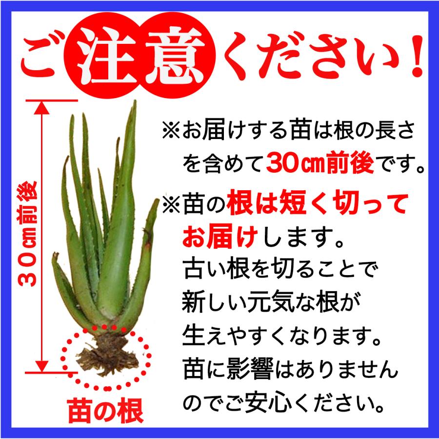 アロエベラ 苗 4株 沖縄・宮古島産｜有機JAS 観葉植物 ガーデニング