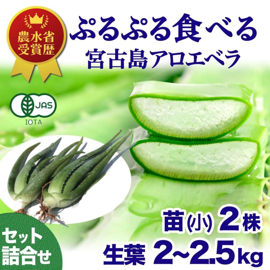 Sale 63 Off しろう農園アロエベラ 苗 2株 沖縄 宮古島産 有機jas Adams Com Ec