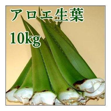 アロエベラ 生葉 10kgと アロエ 苗 10株 Www Arilab Com Tr Index Php