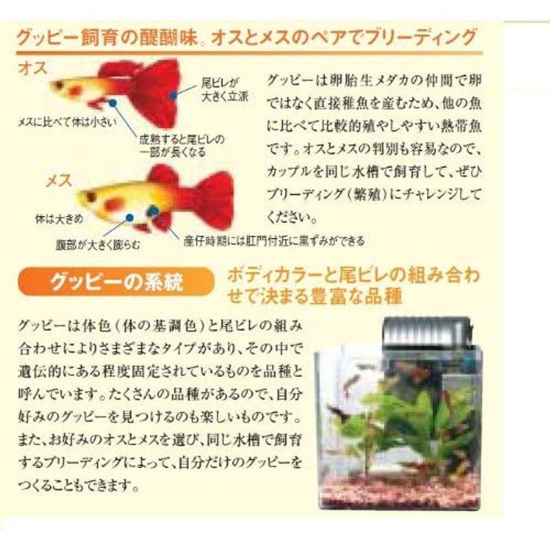 テトラ 日本メーカー新品 Tetra ラウンド Rg 30le グラスアクアリウム Ledライト付観賞魚飼育セット