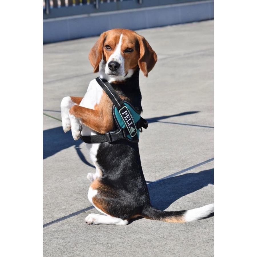 ハーネス 名前入り 犬 ユリウスk9 ネームタグ ワッペン 刺繍