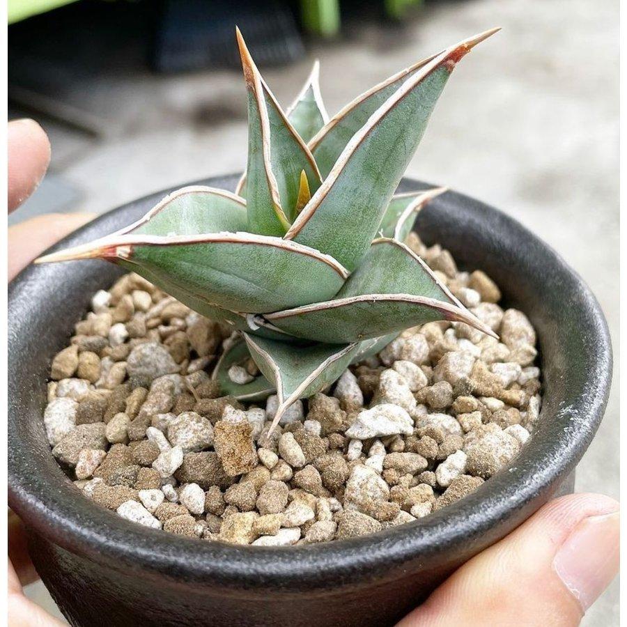 水のタイミング解りやすい」観葉植物＆多肉植物の土7号鉢の植え替えに 