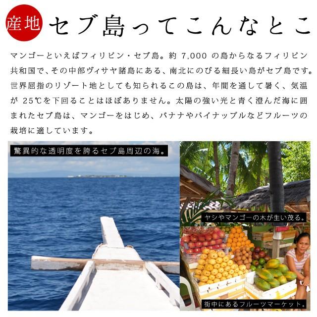 おつまみ わけあり マンゴー 訳あり ドライマンゴー350g 見た目不揃い 送料無料 端っこ セブ島産 ドライフルーツ SALE 非常食 ミネラル｜shizennoyakata｜02