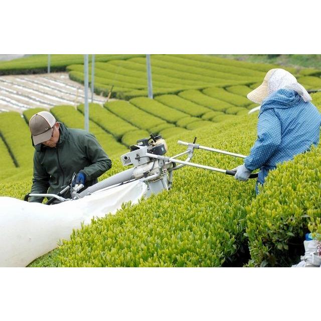 美笠園 新茶 静岡茶 深蒸し掛川茶 天下一 100g 発送は2026年5月1日