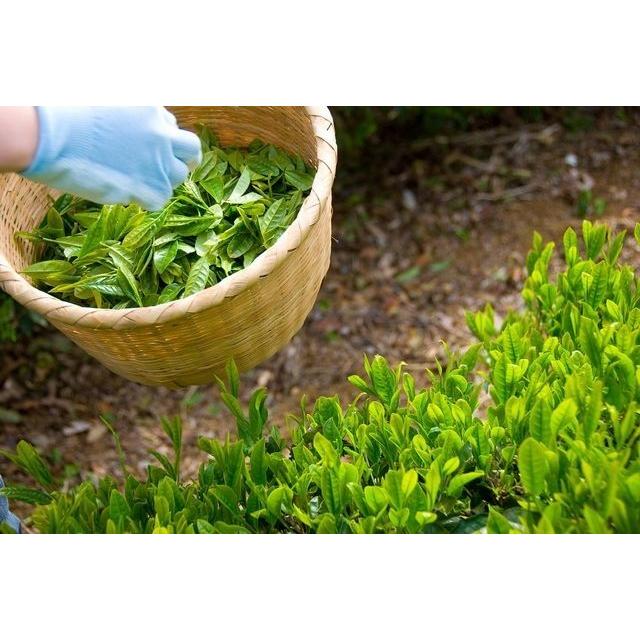 美笠園 新茶 深蒸し 掛川茶 掛川の誉 100g3袋 静岡県掛川産 一番茶100