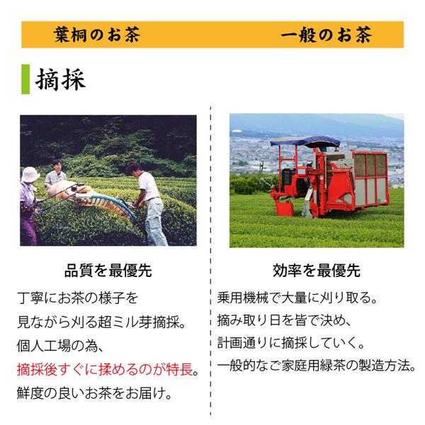 お茶 マル桐煎茶 100g お茶の葉桐 静岡産伝統製法のお茶 緑茶 煎茶 日本茶 静岡茶 茶葉 お茶っ葉 おちゃっぱ | 葉桐 | 09