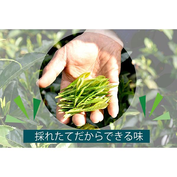 お茶 緑茶 母の日遅れてごめんね ギフト 新茶 静岡新茶アソートセット お茶の葉桐 静岡新茶 2024 100g×3本 季節限定 旬の香り お茶ギフト 藤 桃 草｜shizuokahagiricha｜15