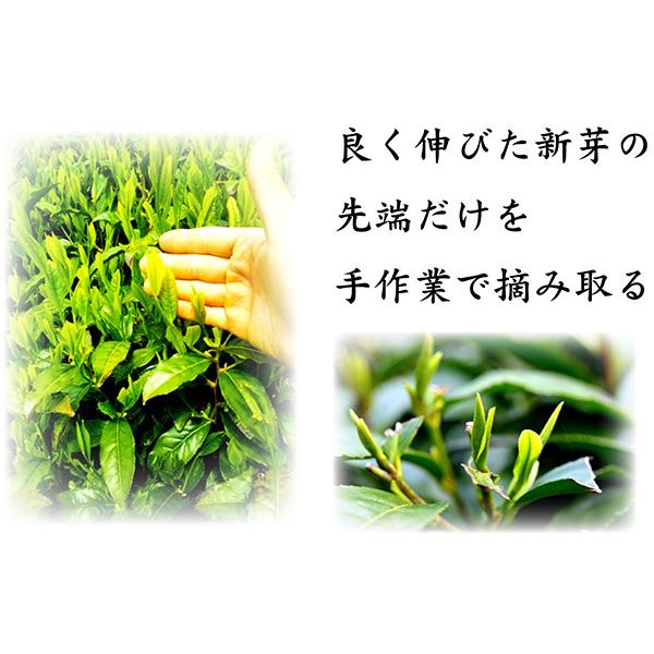 葉桐 お茶 ギフト 緑茶 プレゼント 東頭〜とうべっとう〜 木箱入り