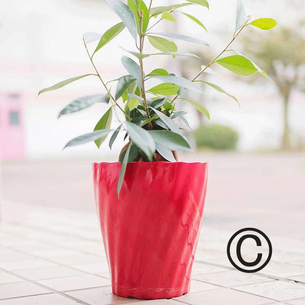 ガジュマル 苗 無農薬 観葉植物 沖縄 土産 : くつのトミモト.com