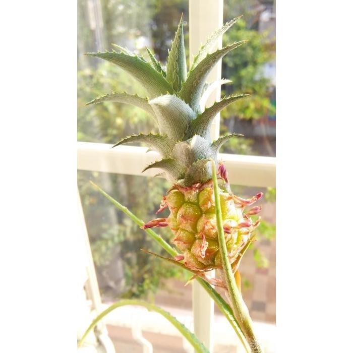 ミニパイン ヒメパイン 苗 沖縄 お土産 無農薬 : くつのトミモト.com
