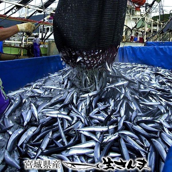 信頼 宮城県 国産 鮮度抜群 お刺身 秋刀魚 刺身用 尾 5尾 4箱 生さんま 新物 サンマ おすすめ 塩焼き 秋 さしみ トロさんま 生サンマ 新物 さんま 三陸 プレゼント ギフト 送料無料 お取り寄せ 魚介類 海産物 Postetelecom Gouv Cg
