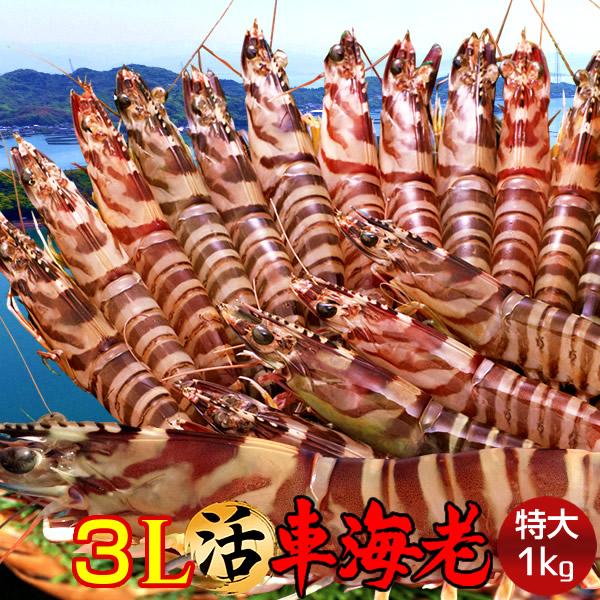 信頼 エビ 特大 車海老 活 天草 3l 車えび 1kg 刺身 しゃぶしゃぶ 熊本県産 生き クルマエビ ギフト 父の日 ギフト 激安ブランド Mesquita Rj Gov Br