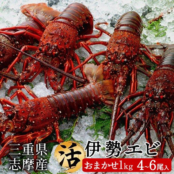 最新人気 伊勢エビ 伊勢海老 活 刺身 お徳用 おまかせ約1kg 4 6尾入 三重県産 志摩産 活け 活魚 生タイプ 本場賢島直送 通販 人気 ギフト 数量限定 Talentoindustrial Com