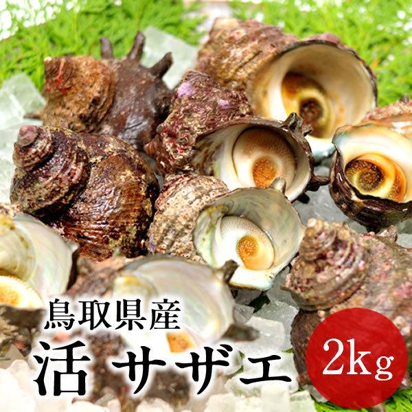輝く高品質な サザエ 天然活さざえ 2kg 個前後 鳥取県 海の幸 日本海 お刺身 壺焼き qバーベキュー 送料無料 Lumosplus Com