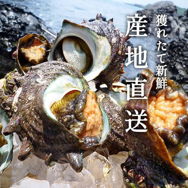 輝く高品質な サザエ 天然活さざえ 2kg 個前後 鳥取県 海の幸 日本海 お刺身 壺焼き qバーベキュー 送料無料 Lumosplus Com