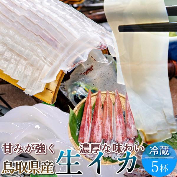 最適な価格 いか 白イカ 生 活け 鳥取県産 烏賊 剣先イカ ケンサキイカ イカの女王 5杯 約1 2kg 刺し身 生食用 朝どれ 通販 送料無料 お中元 ギフト Jtechnik Sk