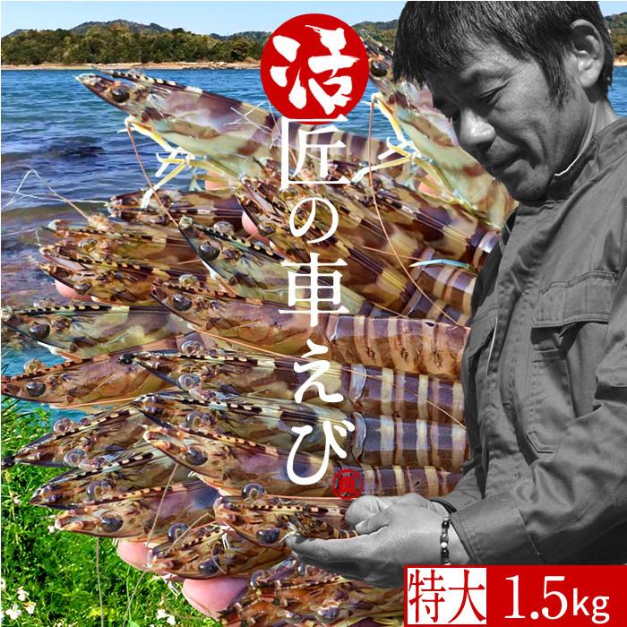 新着商品 エビ 特大 車海老 活 天草 3l 1 5kg 約24 30尾 匠の車えび 刺身 しゃぶしゃぶ 熊本 クルマエビ 人気 ギフト 父の日 ギフト 最適な価格 Www Cepici Ci