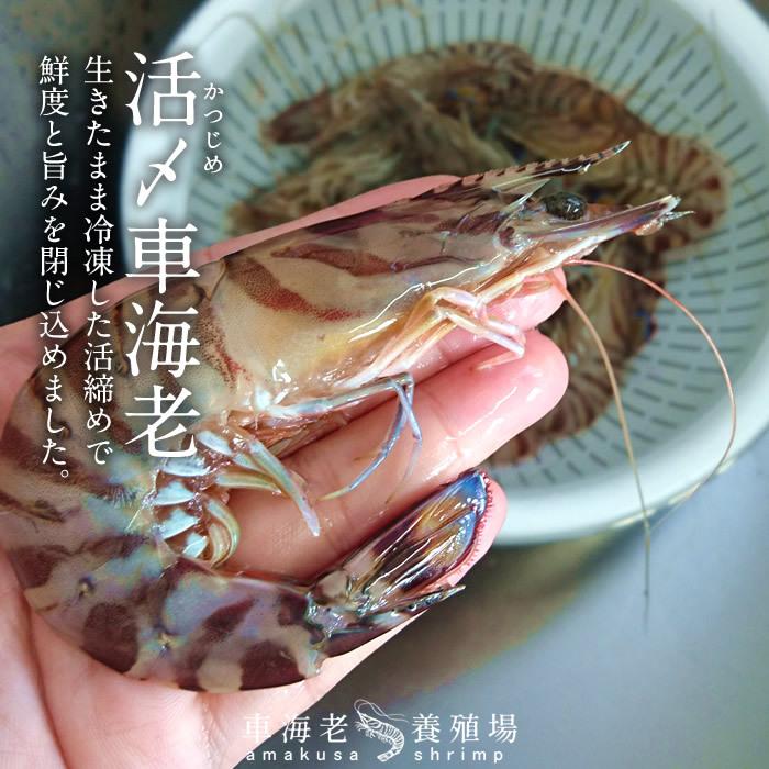 えび 車海老 冷凍 お刺身用 活〆冷凍 特大 3l 5尾 250g 2p 計10尾 熊本県上天草 匠の車エビ 海老 高級 宅飲み 産直 送料無料 お中元 ギフト 安い割引