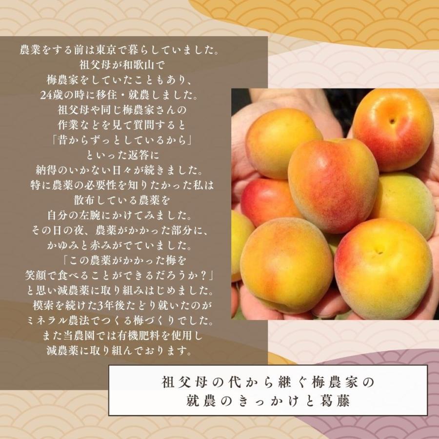 梅干し 贈答用 魔法の梅 ごほうび梅 松 塩分約15％ 500g 和歌山県産 無添加 南高梅 産地直送_4