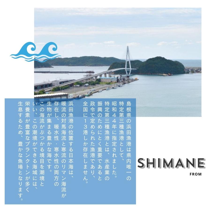 イカ一夜干し 5尾  剣先イカ 干物 おつまみ 島根県 天然塩 産地直送 お取り寄せ_4