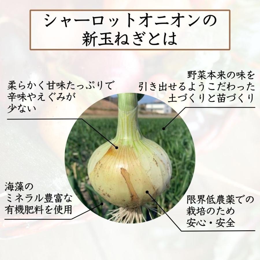 新玉ねぎ 10kg 淡路島 たまねぎ シャーロットオニオン 有機肥料 産地直送 お取り寄せ ギフトの画像