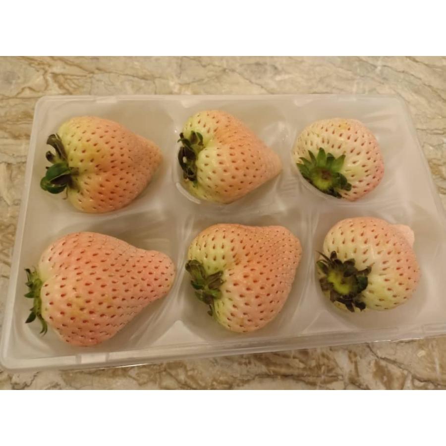 農家さんを応援】採れたてイチゴ1パック＋希少品種の白イチゴ1パック