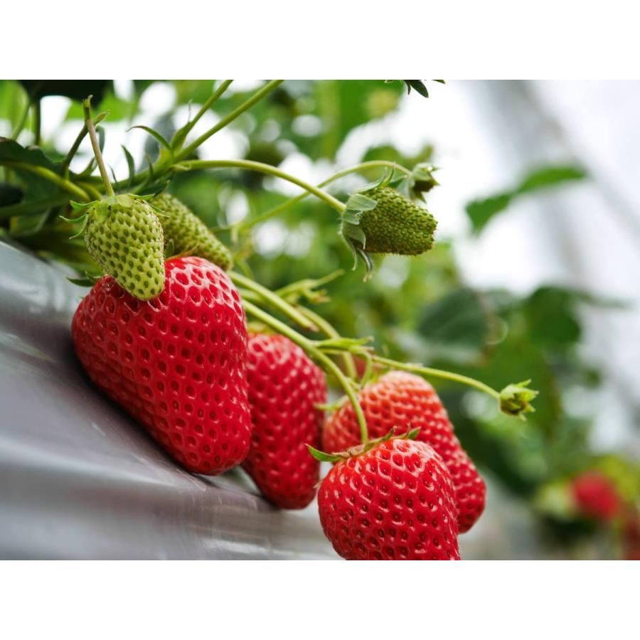農家さんを応援】採れたてイチゴ1パック＋希少品種の白イチゴ1パック