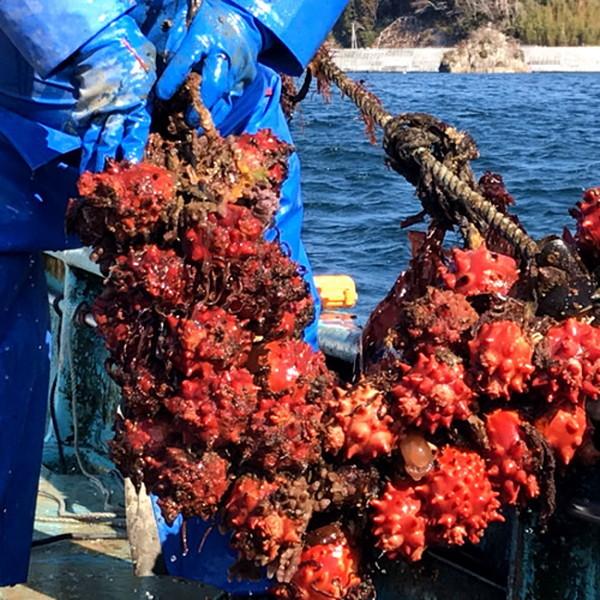 ほや 活ホヤ 中 4個 殻付き生ホヤ 朝どり漁師直送 三陸宮城県産 石巻 活き 天然ほや ギフト 16 Hoya M4 食紀行 Japanfood 通販 Yahoo ショッピング