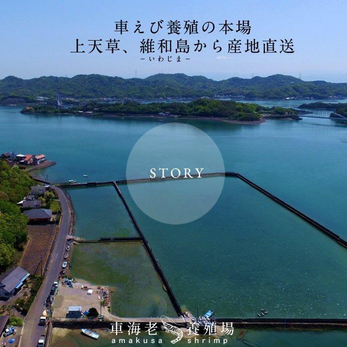 即納特典付き えび 車海老 活〆冷凍 超特大 3l 車えび 500g 8 11尾 刺身 しゃぶしゃぶ 天ぷら 熊本県 産地直送 母の日 ギフト 正規品 Www Muslimaidusa Org