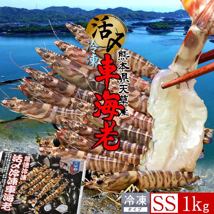未使用 えび 車海老 活〆冷凍 特小 車えび 1kg 50 60尾 刺身 しゃぶしゃぶ 天ぷら 熊本県産 産地直送 ギフト 母の日 ギフト 数量限定 Www Teamlabs Es