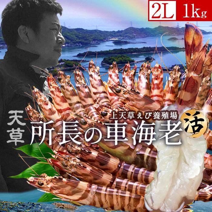 低価格販売 えび 車海老 お刺身 活き 所長の車海老 2l 1kg 24 28尾 活車えび 熊本県天草 大矢野島 おすすめ お年賀 宅飲 クリスマス 年末年始 御歳暮 送料無料 数量限定特別価格 Www Pesticon Sg
