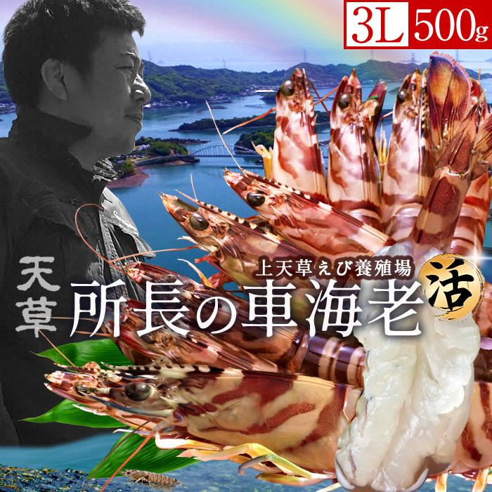 天草ブランド 所長の車海老 えび 活 超特大 3l 500g 8 11尾 刺身 車えび 生くるまえび 熊本県産 車エビ おすすめ 産地直送 ギフト 父の日 ギフト 30 Ebi P3l0500 食紀行 Japanfood 通販 Yahoo ショッピング