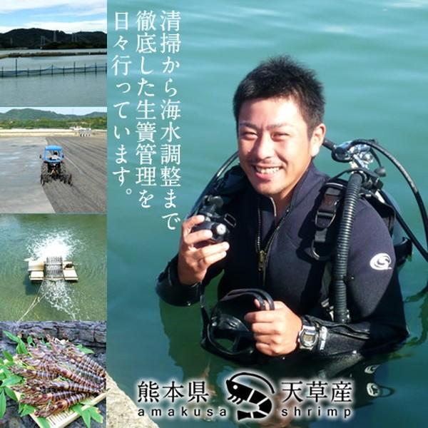 【新えびスタート】車海老 活き えび 特大 2L 2.5kg(60-70尾) 活車えび 熊本県天草 お刺身 高級クルマエビ［お歳暮 2023 御歳暮ギフト］ 特大 2L