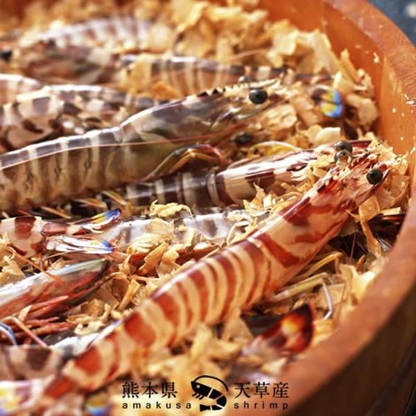 【新えびスタート】車海老 活き えび 特大 2L 2.5kg(60-70尾) 活車えび 熊本県天草 お刺身 高級クルマエビ［お歳暮 2023 御歳暮ギフト］ 特大 2L