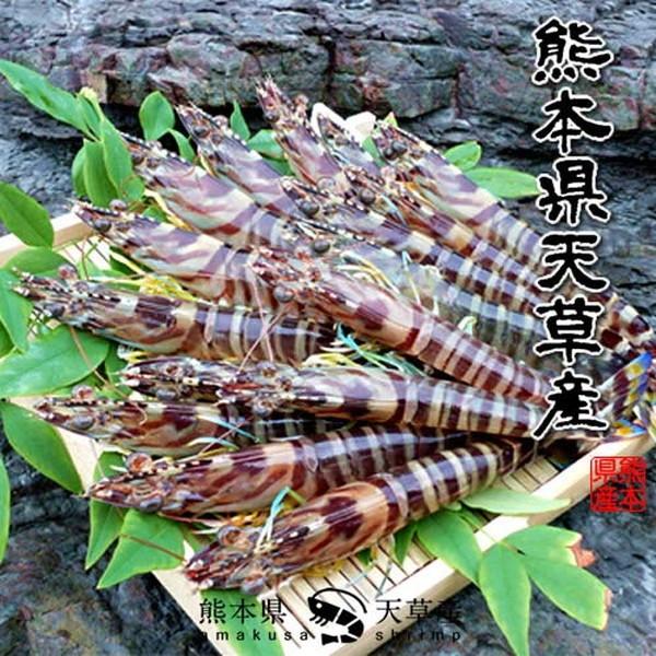 【新えびスタート】車海老 活き えび 特大 2L 2.5kg(60-70尾) 活車えび 熊本県天草 お刺身 高級クルマエビ［お歳暮 2023 御歳暮ギフト］ 特大 2L