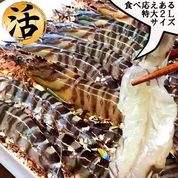 【新えびスタート】車海老 活き えび 特大 2L 2.5kg(60-70尾) 活車えび 熊本県天草 お刺身 高級クルマエビ［お歳暮 2023 御歳暮ギフト］ 特大 2L