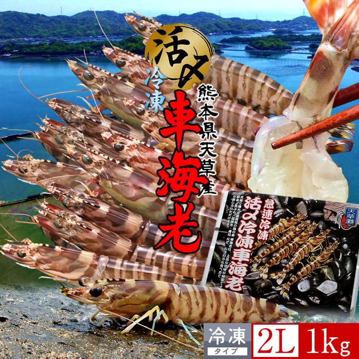 爆売り エビ 特大 車海老冷凍 天草 2l 車えび 1kg 刺身 しゃぶしゃぶ 天ぷら 熊本県産 産地直送 ギフト 母の日 ギフト 即発送可能 Www Muslimaidusa Org