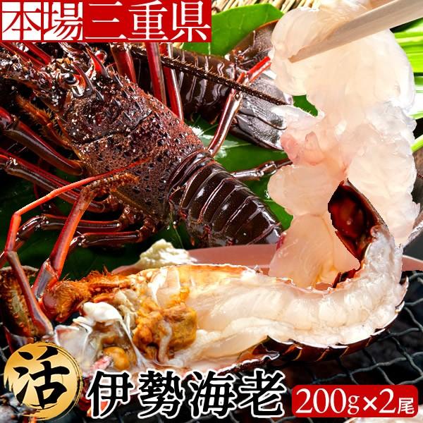 伊勢エビ 伊勢海老 活 刺身 約0g 2尾 三重県産 志摩産 活け ギフト 活魚 母の日 全国総量無料で 生タイプ 通販 父の日 人気 本場賢島直送