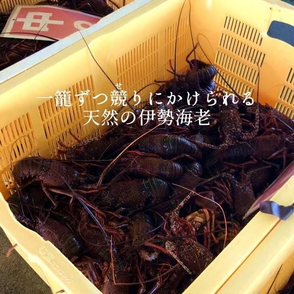 【まとめ売り】 伊勢海老 刺身 生きたまま 約200g×5尾 活伊勢エビ 本場三重県産 いせえび 志摩波切漁港 生簀活魚 産地直送［お歳暮 2023 ギフト 御歳暮］ 【1836950712】(11000円)