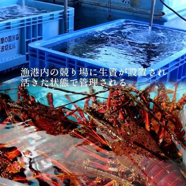 【まとめ売り】 伊勢海老 刺身 生きたまま 約200g×5尾 活伊勢エビ 本場三重県産 いせえび 志摩波切漁港 生簀活魚 産地直送［お歳暮 2023 ギフト 御歳暮］ 【1836950712】(11000円)