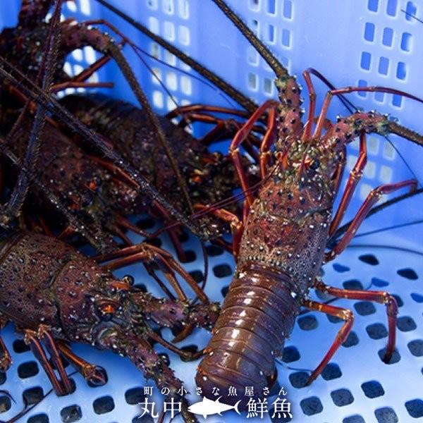 【まとめ売り】 伊勢海老 刺身 生きたまま 約200g×5尾 活伊勢エビ 本場三重県産 いせえび 志摩波切漁港 生簀活魚 産地直送［お歳暮 2023 ギフト 御歳暮］ 【1836950712】(11000円)