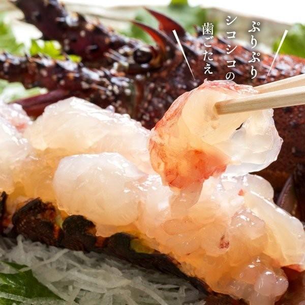 【まとめ売り】 伊勢海老 刺身 生きたまま 約200g×5尾 活伊勢エビ 本場三重県産 いせえび 志摩波切漁港 生簀活魚 産地直送［お歳暮 2023 ギフト 御歳暮］ 【1836950712】(11000円)